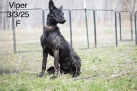 Viper, a female Belgian Malinois and Dutch Shepherd for sale in Minneapolis, MN – 3 of 3