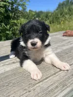 Dutchess, a female Border Collie for sale in Minneapolis, MN – 2 of 5