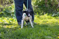 Rocket, a female Border Collie and Treeing Feist for sale in Minneapolis, MN – 3 of 5