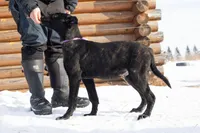 Kratos, a male Belgian Malinois and Dutch Shepherd for sale in Minneapolis, MN – Photo 4 of 8