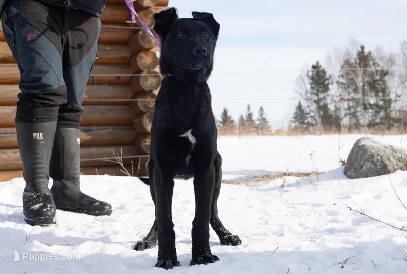 Kratos – Belgian Malinois, Dutch Shepherd puppy for sale in Minneapolis, MN