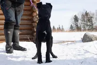 Kratos, a male Belgian Malinois and Dutch Shepherd for sale in Minneapolis, MN – Photo 1 of 8
