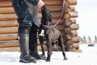 Kratos, a male Belgian Malinois and Dutch Shepherd for sale in Minneapolis, MN – Photo 3 of 8
