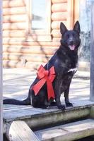 Kratos, a male Belgian Malinois and Dutch Shepherd for sale in Minneapolis, MN – Photo 6 of 8