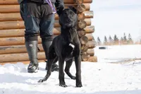 Kratos, a male Belgian Malinois and Dutch Shepherd for sale in Minneapolis, MN – Photo 2 of 8