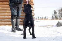 Kratos, a male Belgian Malinois and Dutch Shepherd for sale in Minneapolis, MN – Photo 5 of 8