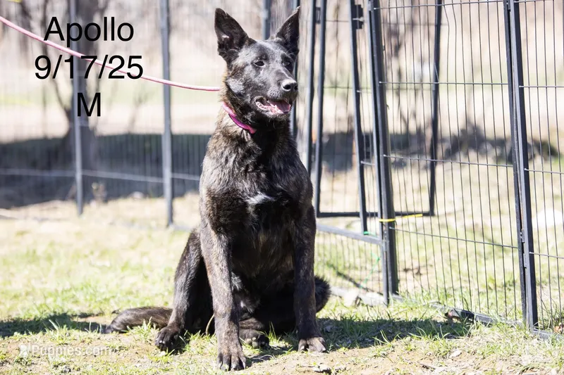 Apollo – Belgian Malinois, Dutch Shepherd puppy for sale in Minneapolis, MN