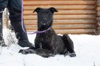 Apollo, a male Belgian Malinois and Dutch Shepherd for sale in Minneapolis, MN – Photo 4 of 9