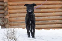 Apollo, a male Belgian Malinois and Dutch Shepherd for sale in Minneapolis, MN – Photo 2 of 9