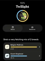 Apollo, a male Belgian Malinois and Dutch Shepherd for sale in Minneapolis, MN – Photo 9 of 9