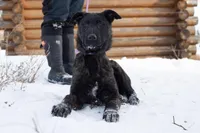 Apollo, a male Belgian Malinois and Dutch Shepherd for sale in Minneapolis, MN – Photo 1 of 9