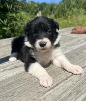 Dutchess, a female Border Collie for sale in Minneapolis, MN – 3 of 5