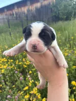 Freedom, a male Saint Bernard for sale in Minneapolis, MN – 1 of 2