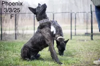 Phoenix , a female Belgian Malinois and Dutch Shepherd for sale in Minneapolis, MN – 5 of 5