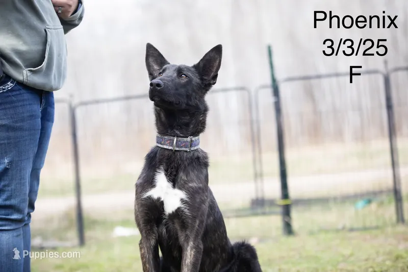Phoenix  – Belgian Malinois, Dutch Shepherd puppy for sale in Minneapolis, MN