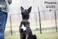 Phoenix , a female Belgian Malinois and Dutch Shepherd for sale in Minneapolis, MN – 1 of 5