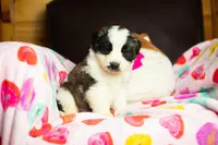 Yogi, a male Saint Bernard for sale in Minneapolis, MN – Photo 1 of 3