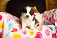 Yogi, a male Saint Bernard for sale in Minneapolis, MN – Photo 2 of 3
