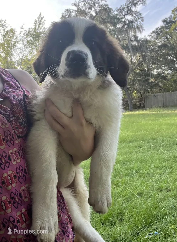 Legacy  – Saint Bernard puppy for sale in Minneapolis, MN