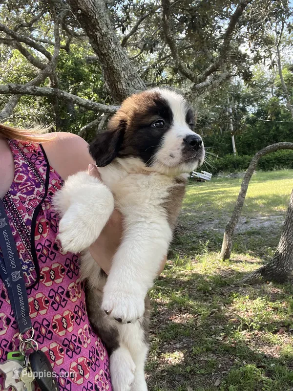Liberty – Saint Bernard puppy for sale in Minneapolis, MN