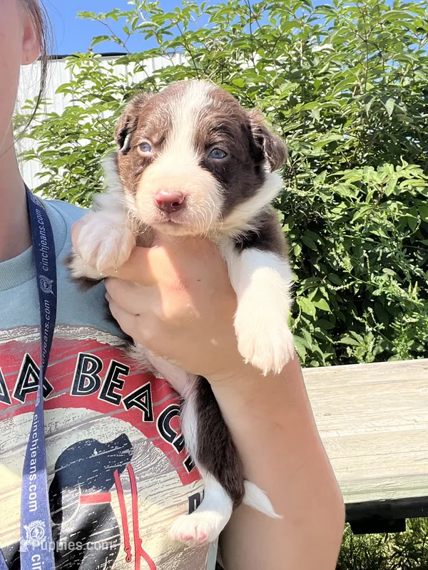 Reina – Border Collie puppy for sale in Minneapolis, MN