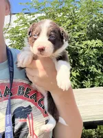 Reina, a female Border Collie for sale in Minneapolis, MN – 1 of 5