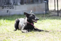 Luna, a female Belgian Malinois and Dutch Shepherd for sale in Minneapolis, MN – 3 of 5
