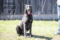 Kratos, a male Belgian Malinois and Dutch Shepherd for sale in Minneapolis, MN – 7 of 8