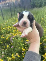 Charlie, a male Saint Bernard for sale in Minneapolis, MN – 2 of 3