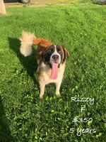 Rizzy, a female Saint Bernard for sale in Minneapolis, MN – 1 of 1