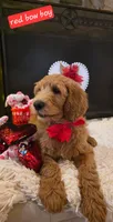 F1B Red collared boy, a male Goldendoodle for sale in Jacksboro, TX – Photo 1 of 3