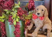 F1B Red collared boy, a male Goldendoodle for sale in Jacksboro, TX – Photo 3 of 3