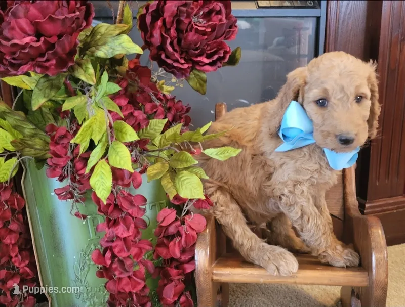 F1B Blue collared boy