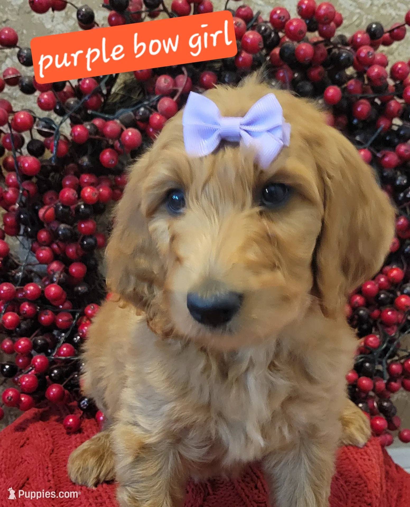 F1B Purple collared girl