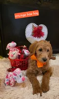 F1B orange collared boy, a male Goldendoodle for sale in Jacksboro, TX – Photo 1 of 2