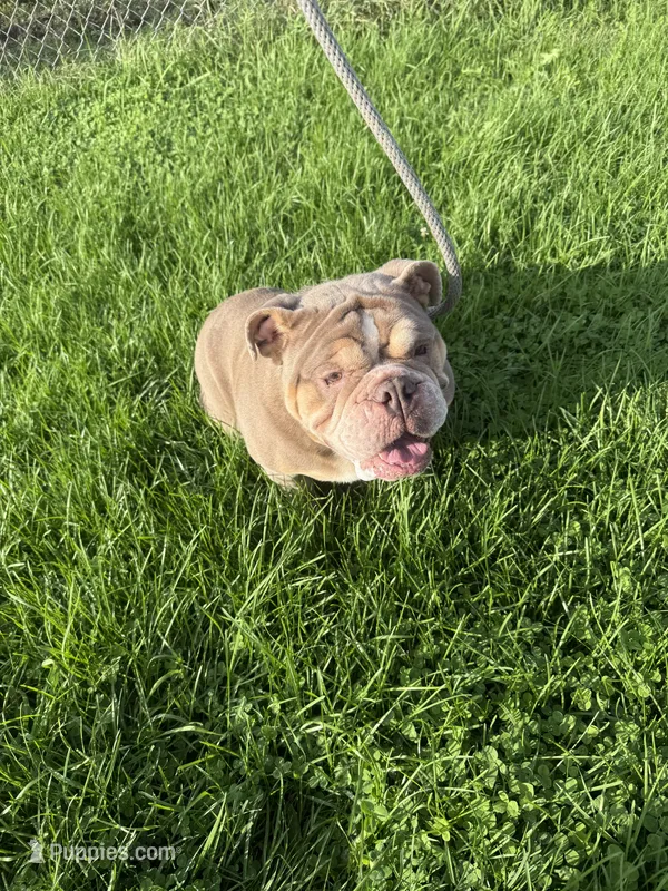 Haven – English Bulldog puppy for sale in Iowa City, IA