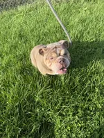 Haven, a female English Bulldog for sale in Iowa City, IA – 1 of 8