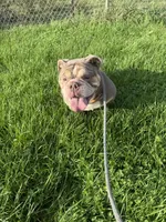 Haven, a female English Bulldog for sale in Iowa City, IA – 7 of 8