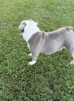 Lucy, a female English Bulldog for sale in Iowa City, IA – 3 of 7
