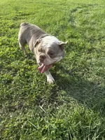 Lucy, a female English Bulldog for sale in Iowa City, IA – 5 of 7