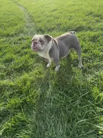 Lucy, a female English Bulldog for sale in Iowa City, IA – 7 of 7
