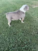 Lucy, a female English Bulldog for sale in Iowa City, IA – 2 of 7