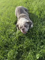 Lucy, a female English Bulldog for sale in Iowa City, IA – 4 of 7