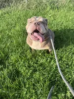 Haven, a female English Bulldog for sale in Iowa City, IA – 8 of 8