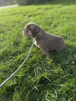 Haven, a female English Bulldog for sale in Iowa City, IA – 2 of 8