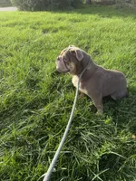 Haven, a female English Bulldog for sale in Iowa City, IA – 5 of 8
