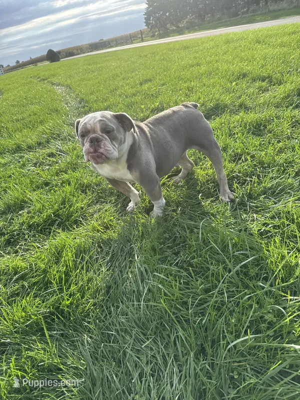 Lucy – English Bulldog puppy for sale in Iowa City, IA