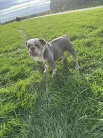 Lucy, a female English Bulldog for sale in Iowa City, IA – 1 of 7