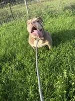 Haven, a female English Bulldog for sale in Iowa City, IA – 4 of 8