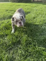 Lucy, a female English Bulldog for sale in Iowa City, IA – 6 of 7